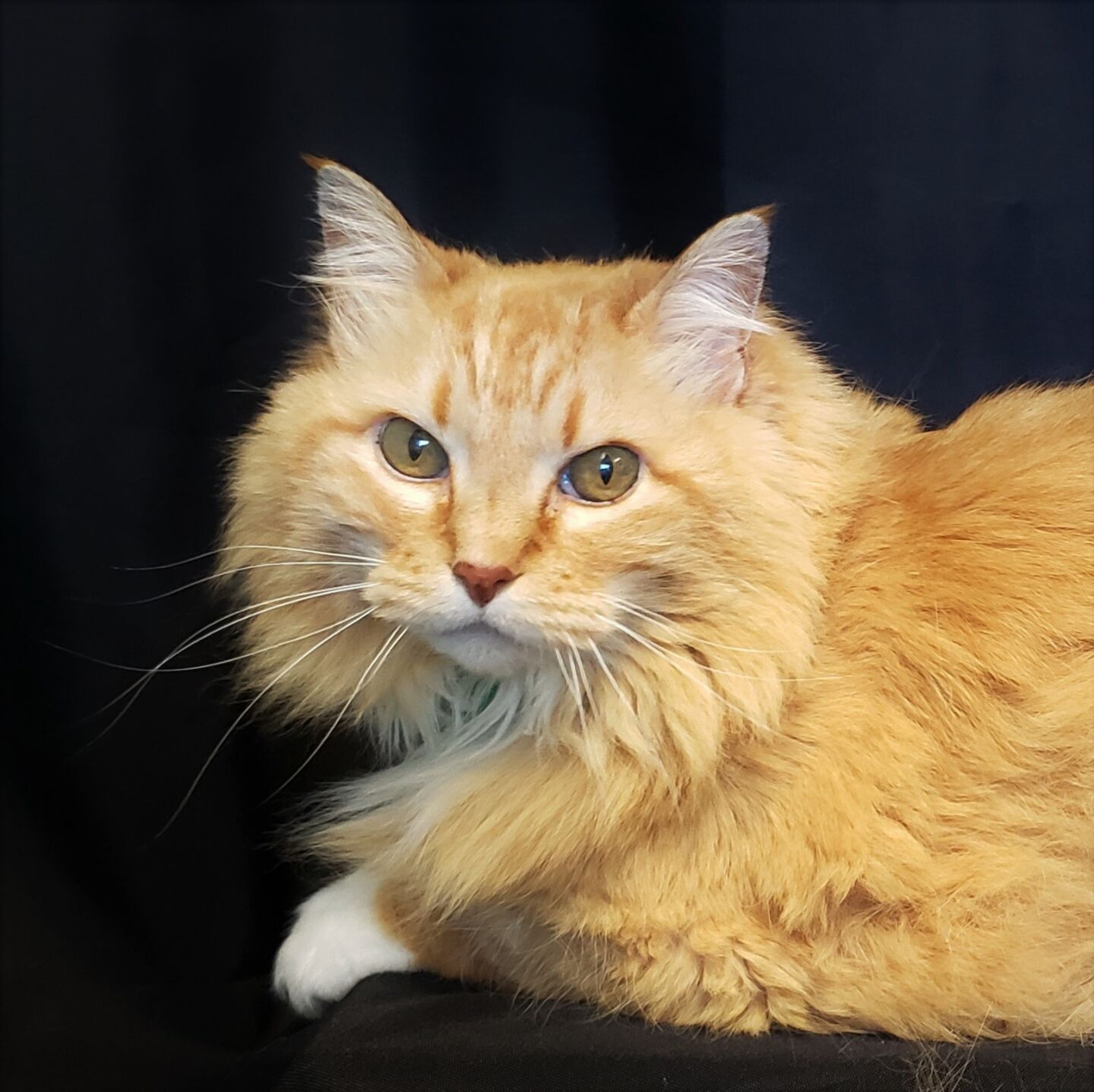 Marmalade